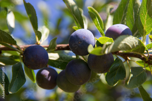 Prunus Spinosa bush branch with sloe fruits or late summer 