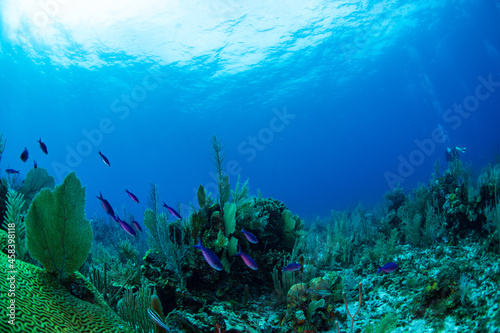 Tropical fish swimming over the reef 