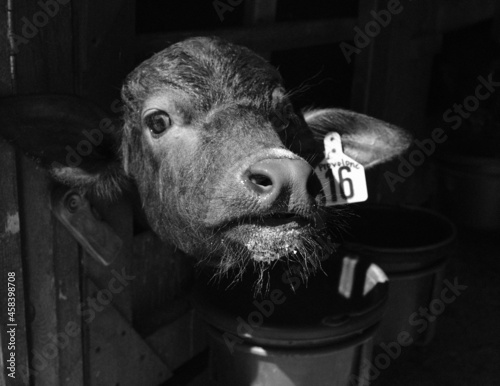 Provolone the Water Buffalo