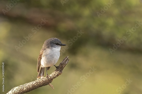 A medium-sized grey-and-white robin that is endemic to Western Australia known as the White-breasted Robin (Eopsaltria georgiana)