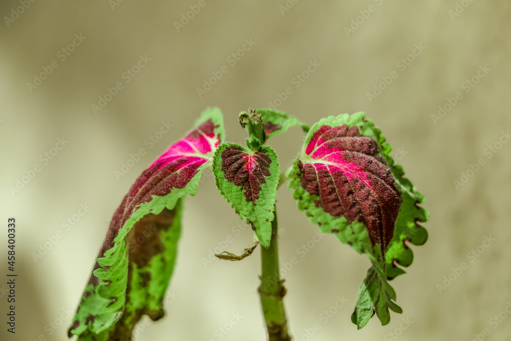 macro of the beautiful Solenostemon leaves macro of the beautiful Solenostemon leaves