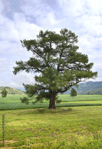 Cedar in the Uymon Valley in summer