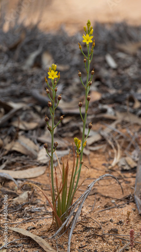 The yellow flower of the Australian native herb known as Native Leek (Bulbine semibarbata)