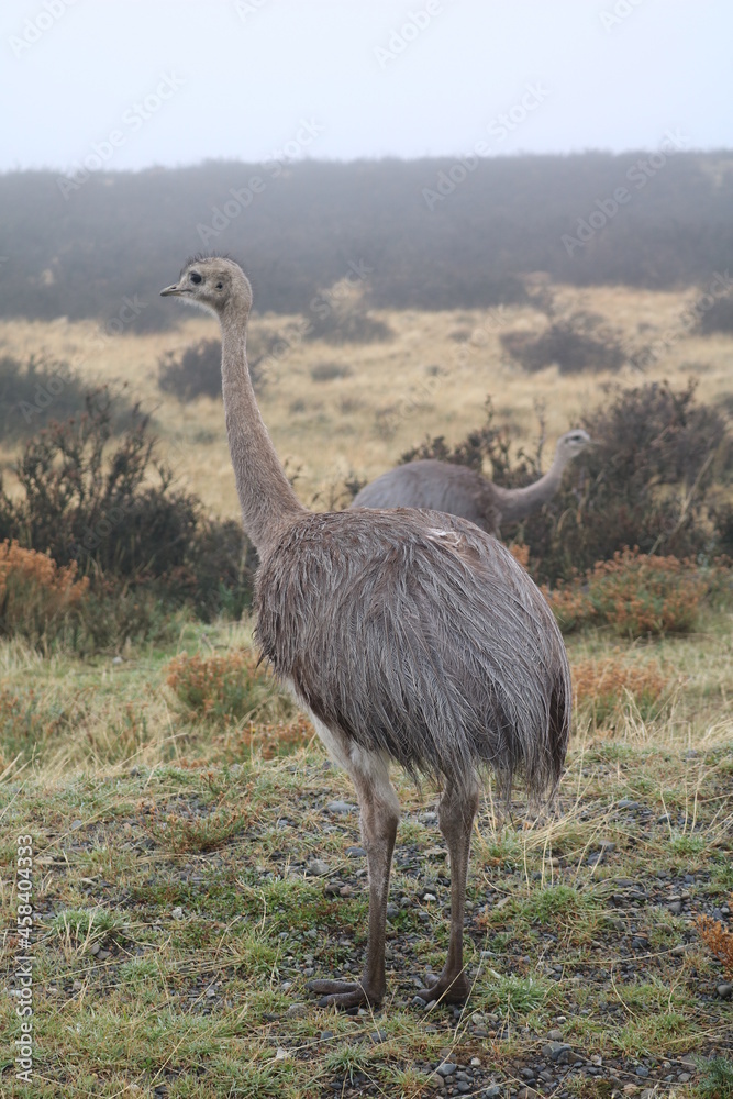 Naklejka premium ñandu