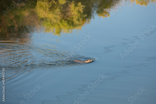 Small muskrat swimming across blue pond water in summer