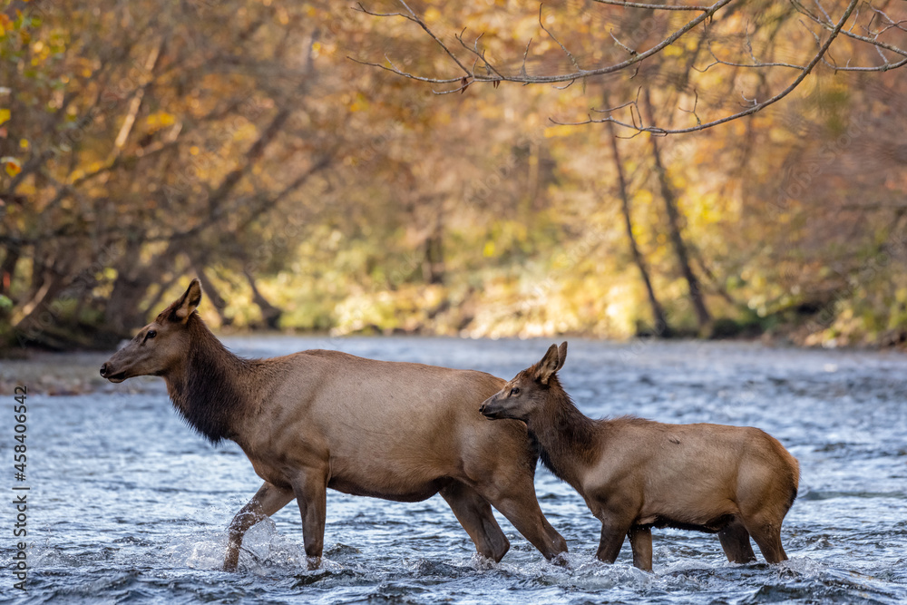 Fototapeta premium Elk Cow and Calf Cross Oconaluftee River in Fall