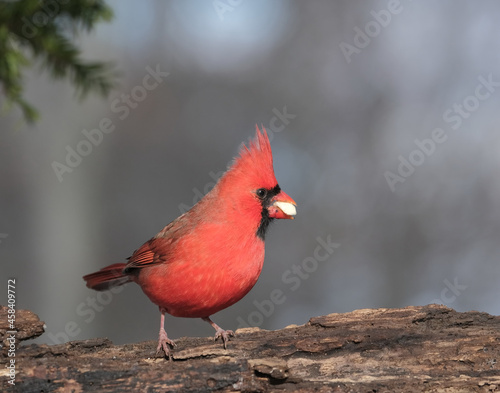 Fotografija Northern Cardinal