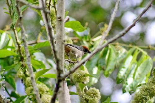 Scrub tanager (Stilpnia vitriolina) perched in a tree on a farm in the Intag Valley, outside of Apuela, Ecuador