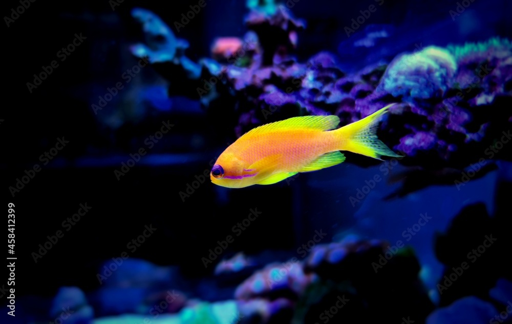 Lyretail Anthias Coralfish - (Pseudanthias squamipinnis) Lyretail Anthias Coralfish - (Pseudanthias squamipinnis)