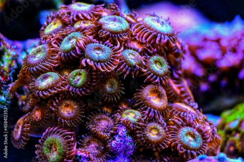 Small colony of Aussie Golden Polyps Zoanthids in coral reef aquarium tank