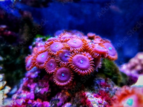 Happy people Zoanthids polyps in coral reef aquarium tank