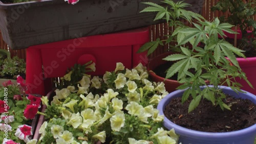 A variety of balcony plants. Flowers in rectangular pots, cannabis in the ground. Growing home plants on the terrace.