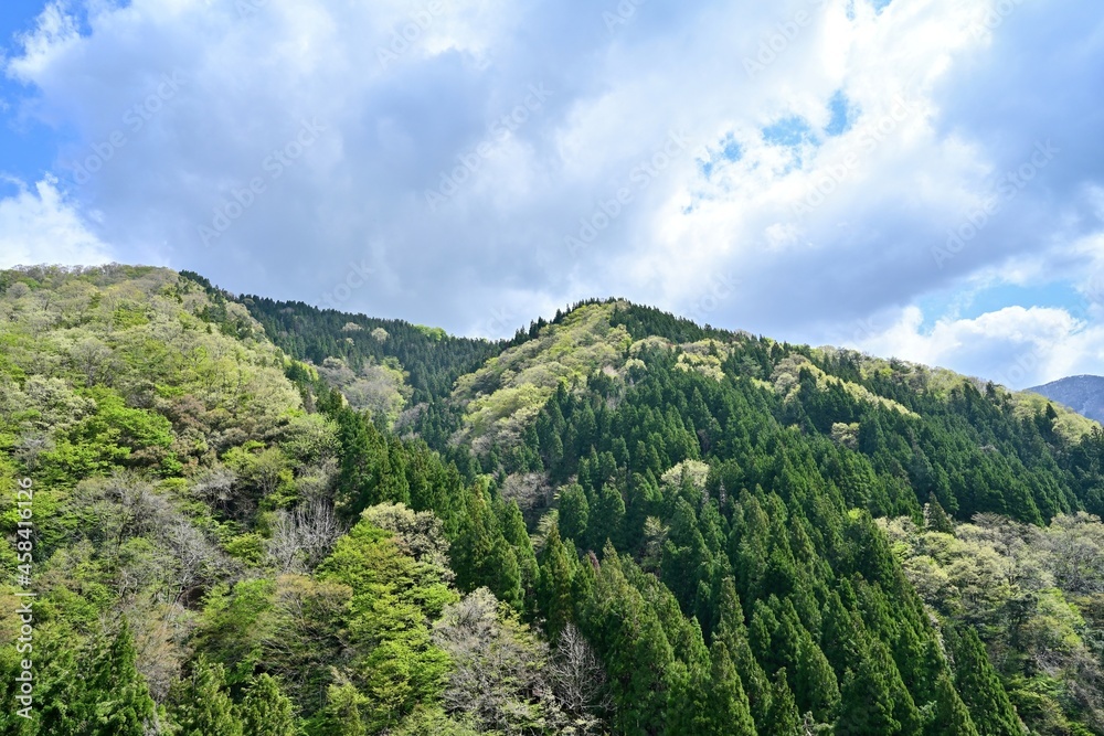 青空バックに新緑の森の情景＠滋賀