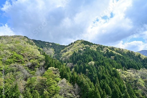 青空バックに新緑の森の情景＠滋賀 © Scott Mirror