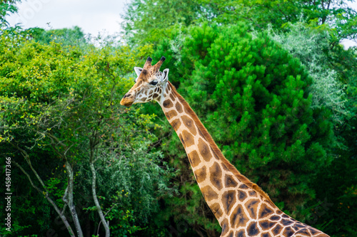 Canvas Print Tall brown spotted giraffe in the zoo