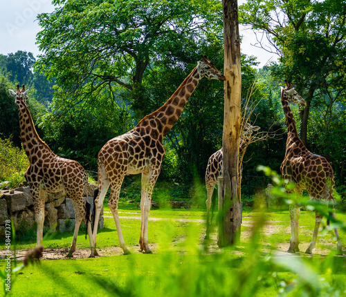 Photography Tall brown spotted giraffes in the zoo