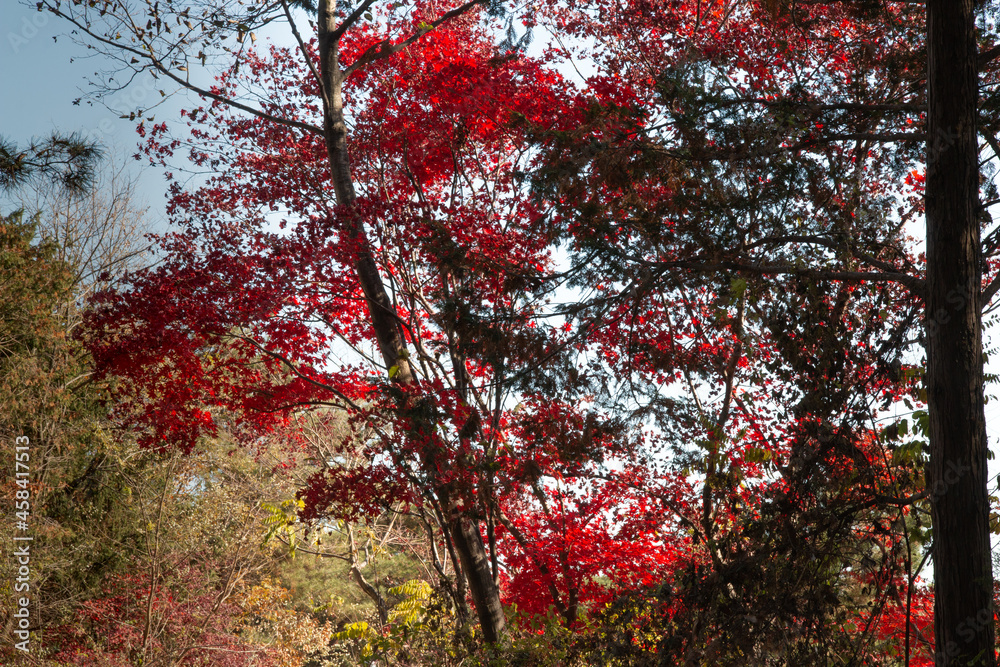 Autumn in Yeoju, Gyeonggi-do, Korea
