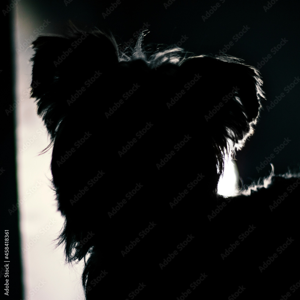 Fototapeta premium Milo the good boy