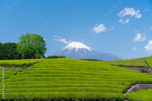 富士山と茶畑 大淵笹場 2021年