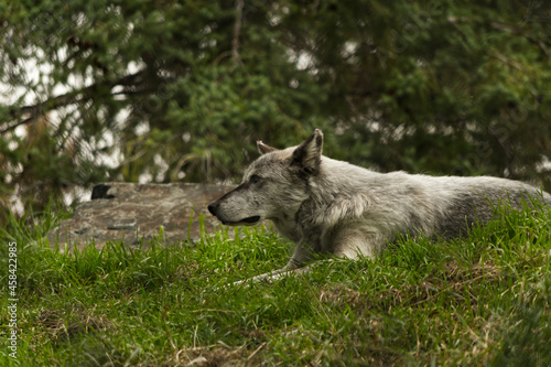 Wolf Resting in the grass  looking for its next prey.