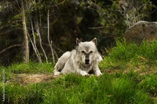 Wolf Resting in the grass, looking for its next prey.