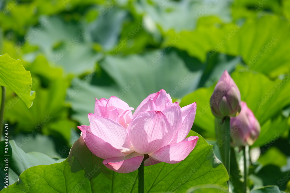 Lotus flower
