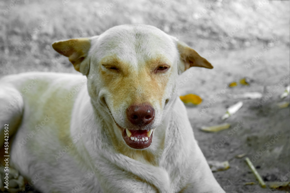 Asia Thailand, close-up of a white dog's face staring.