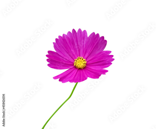 Colorful dark pink cosmos and green stem isolated on white background , clipping path