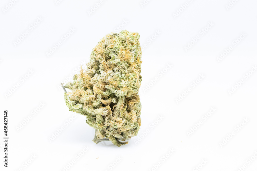 Pink Hammer - Cannabis Extra Large Bud Pink Hammer - Cannabis Extra Large Bud