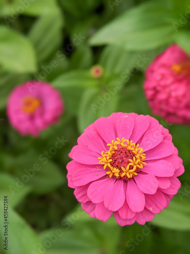 pink zinnia flower