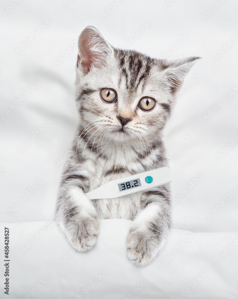 Sad sick kitten holds a thermometer under the paw lies under white warm blanket on a bed at home. Top down view