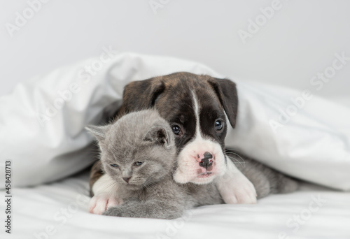 Cute German boxer puppy hugs sleepy tiny kitten under warm white blanket on a bed at home. Pets sleep together © Ermolaev Alexandr