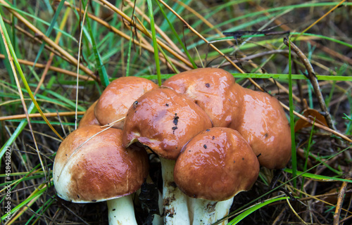 Suillus luteus in the autumn dry coniferous wood. Slippery Jack or sticky bun mushrooms