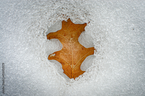 autumn leaf and snow