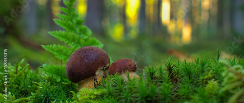 Mushroom growing on lush green moss in a forest