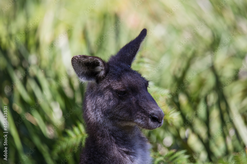 Fototapeta premium Close-up of a baby Eastern Grey Kangaroo in it's mother's pouch