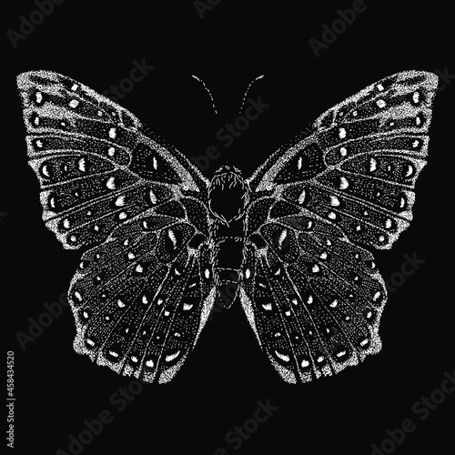 butterfly vector drawing illustration. vector isolated element on the black background photo