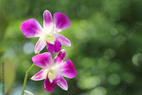 Close-up of Beautiful pink orchid flowers on green nature blurred background  in rainforest
