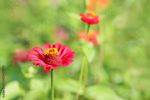 Selective focus of Beautiful red zinnia flower field floral garden meadow background. Colorful red zinnia flower blooming nature in blurred background