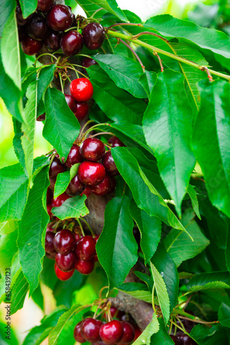 Harvesting. Closeup of ripe sweet cherries on tree branches in green foliage of orchard