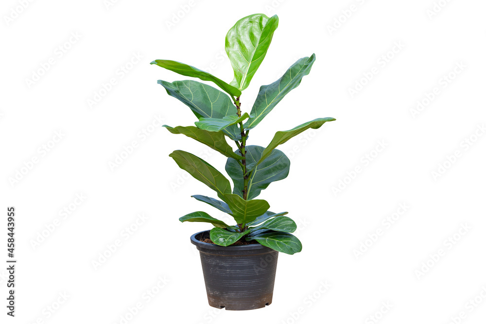 Fiddle Leaf Fig or Ficus lyrata isolated on a bright white background, Potted plant with clipping path Fiddle Leaf Fig or Ficus lyrata isolated on a bright white background, Potted plant with clipping path