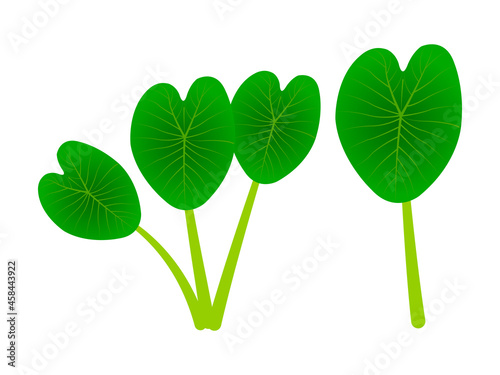 Colocasia Esculenta Leaf or Kochu pata vector logo, sign,symbol or icon illustraion