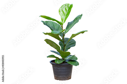 Fiddle Leaf Fig or Ficus lyrata isolated on a bright white background, Potted plant with clipping path