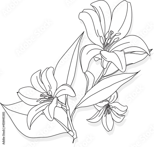 lillyleaf01