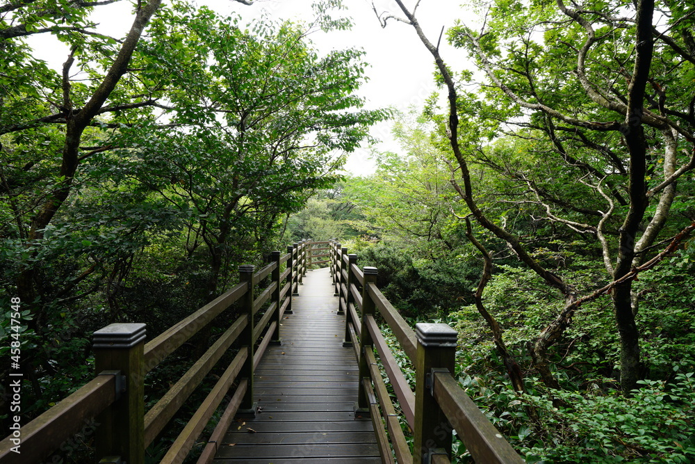 wooden pathway in the summer forest wooden pathway in the summer forest