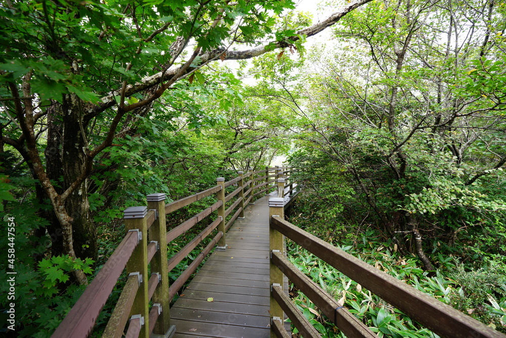 wooden pathway in the summer forest wooden pathway in the summer forest