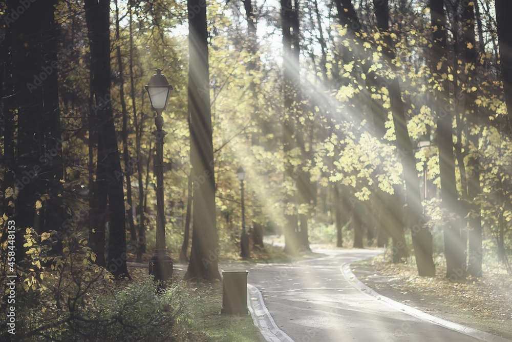 Obraz premium autumn landscape background, sun rays in the forest, park, trees seasonal view October