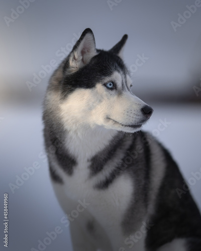 Fototapeta Naklejka Na Ścianę i Meble -  Husky dog in winter