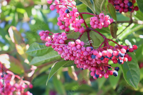 Closeup of ripe pink and purple berries of smooth witherod plant (viburnum nudum or possumhaw virburnum). photo