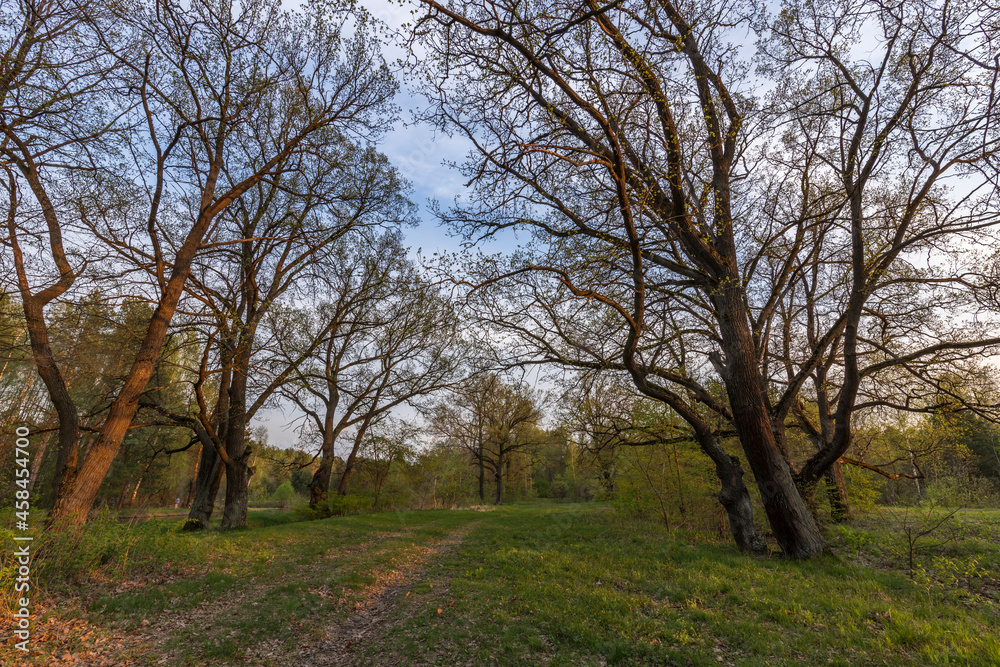 Picturesque landscape spring evening. The sun's rays illuminate the young greenery. Early spring in an oak grove.